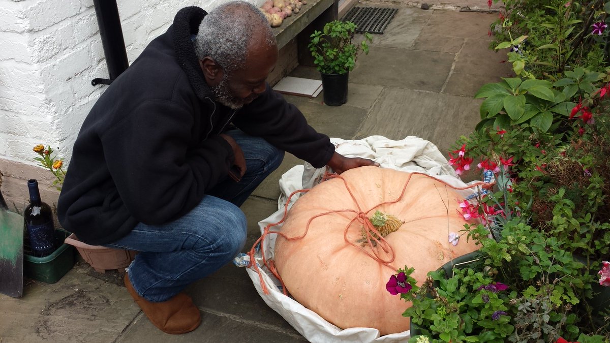 BramptonMarket's tweet photo. Oh my gourd-how to move the world's largest pumpkin? Guess its weight this wkend @chatsrdfestival @SFourtyLocal in aid of @Ashgate_Hospice https://t.co/6uZBGCxNbZ