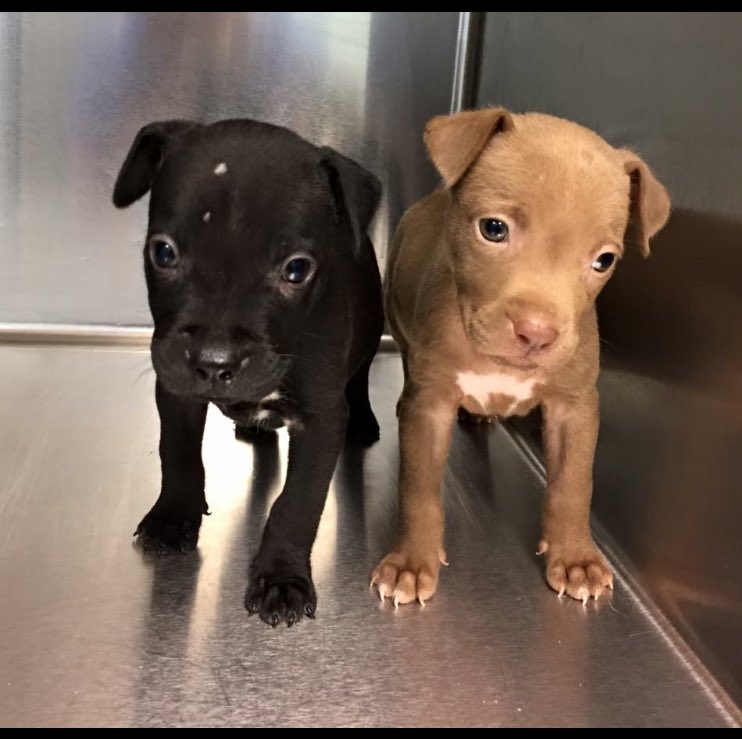 These darlings will be available on Saturday at Upper Darby Petco Race to Forever adoption event! 🐾<a href="/Providence_AC/">Providence_AC</a>