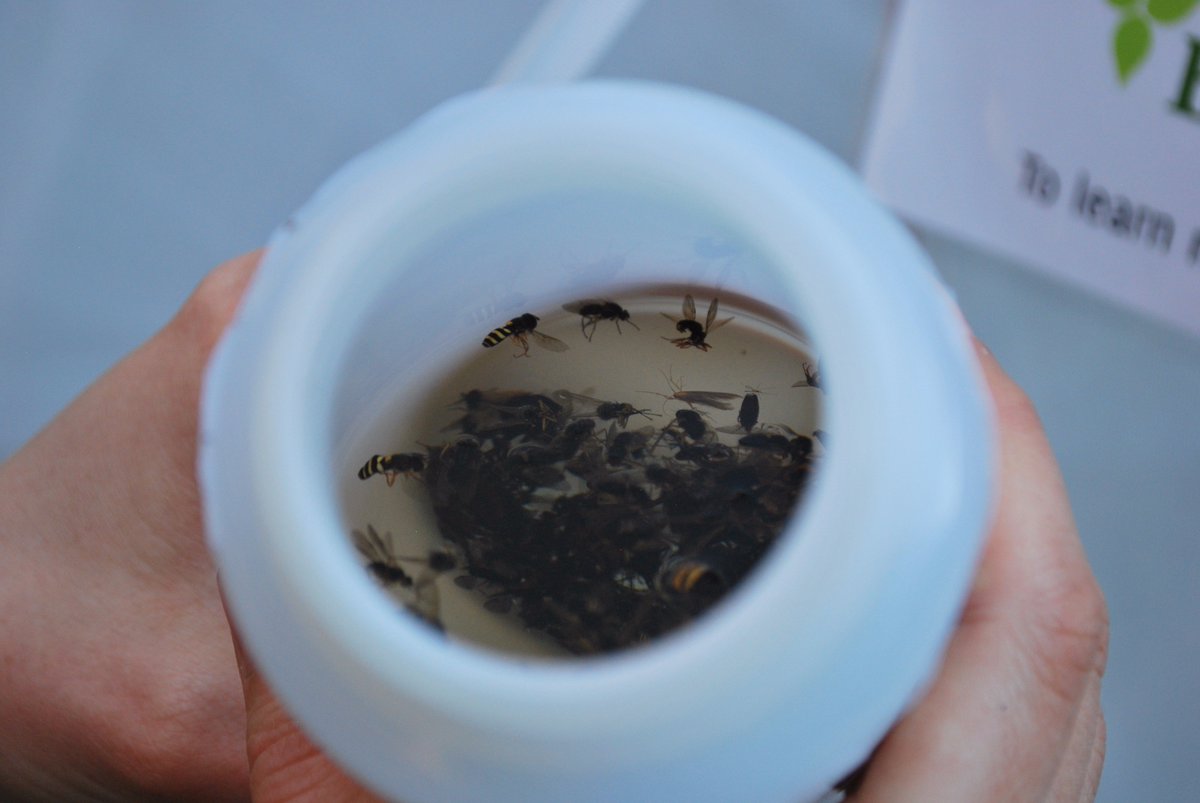 Smtp_Canada's tweet photo. Final day of #bioSMTP sampling! Tweet us a pic of your week 2 bottle & happy collecting! #biodiversity #citizenscience #STEMed #DNAbarcoding https://t.co/zP2RHQD31q