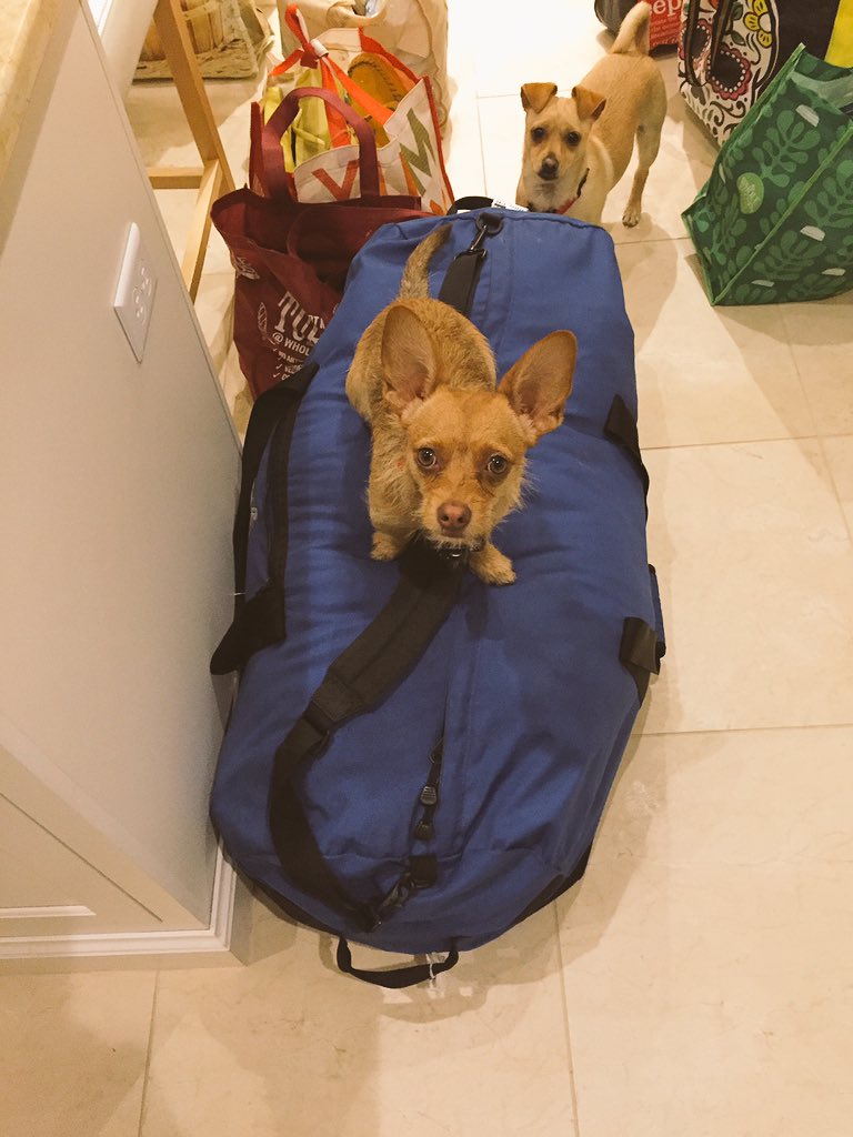 SarajeanRudman's tweet image. The boys are helping with moving day! #movingwithdogs