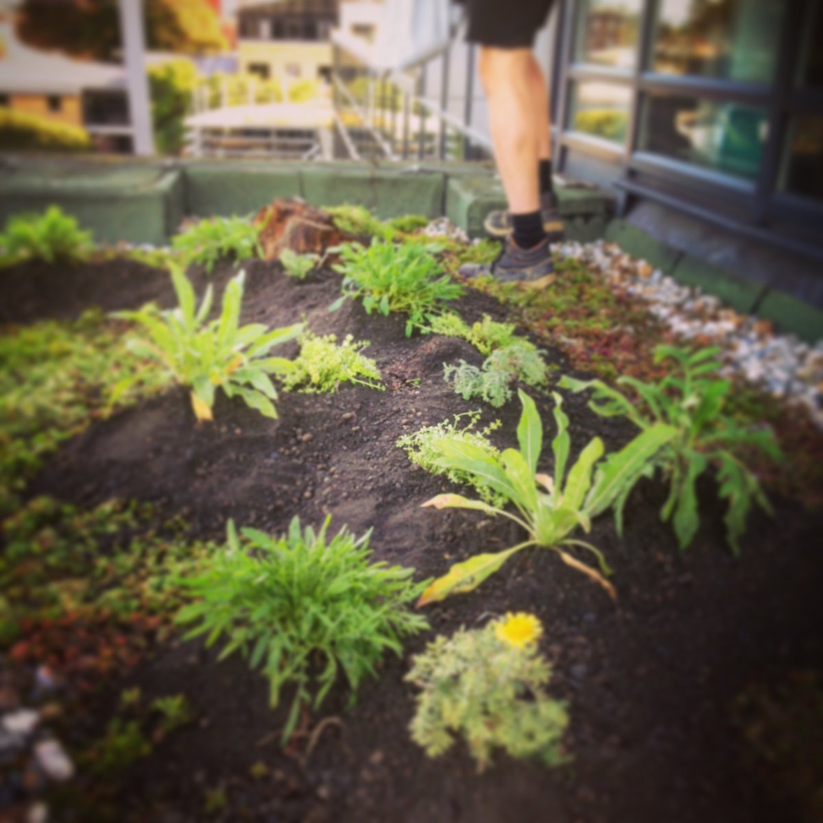 organicroofs's tweet image. Acupuncture for #greenroofs - small ecological hotspots on struggling #sedum for roofs you want to feel proud of