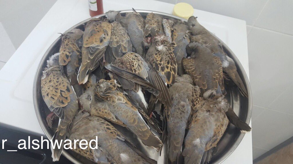 r_alshwared tweet picture