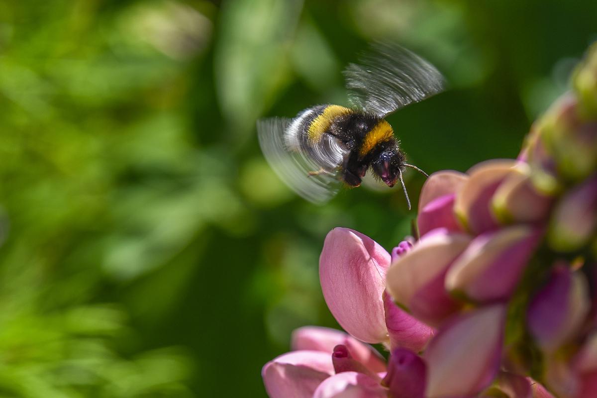 Don’t worry, bee happy: Bees found to have emotions and moods bit.ly/2cFIMay