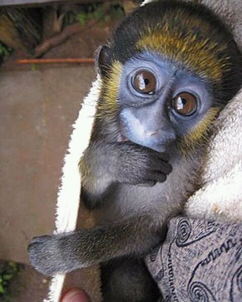 pasaprimates's tweet photo. The Moustached Monkey is a species of guenon found throughout vast regions  of south-central Africa ranging from Angola to Cameroon. https://t.co/T3BusJnA6k