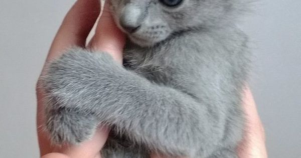 Cutecatsworld's tweet photo. https://t.co/CivZr3HHR1 Chat gris https://t.co/cvrpd49nNV #Cat #lolcat https://t.co/x5xboblBjM