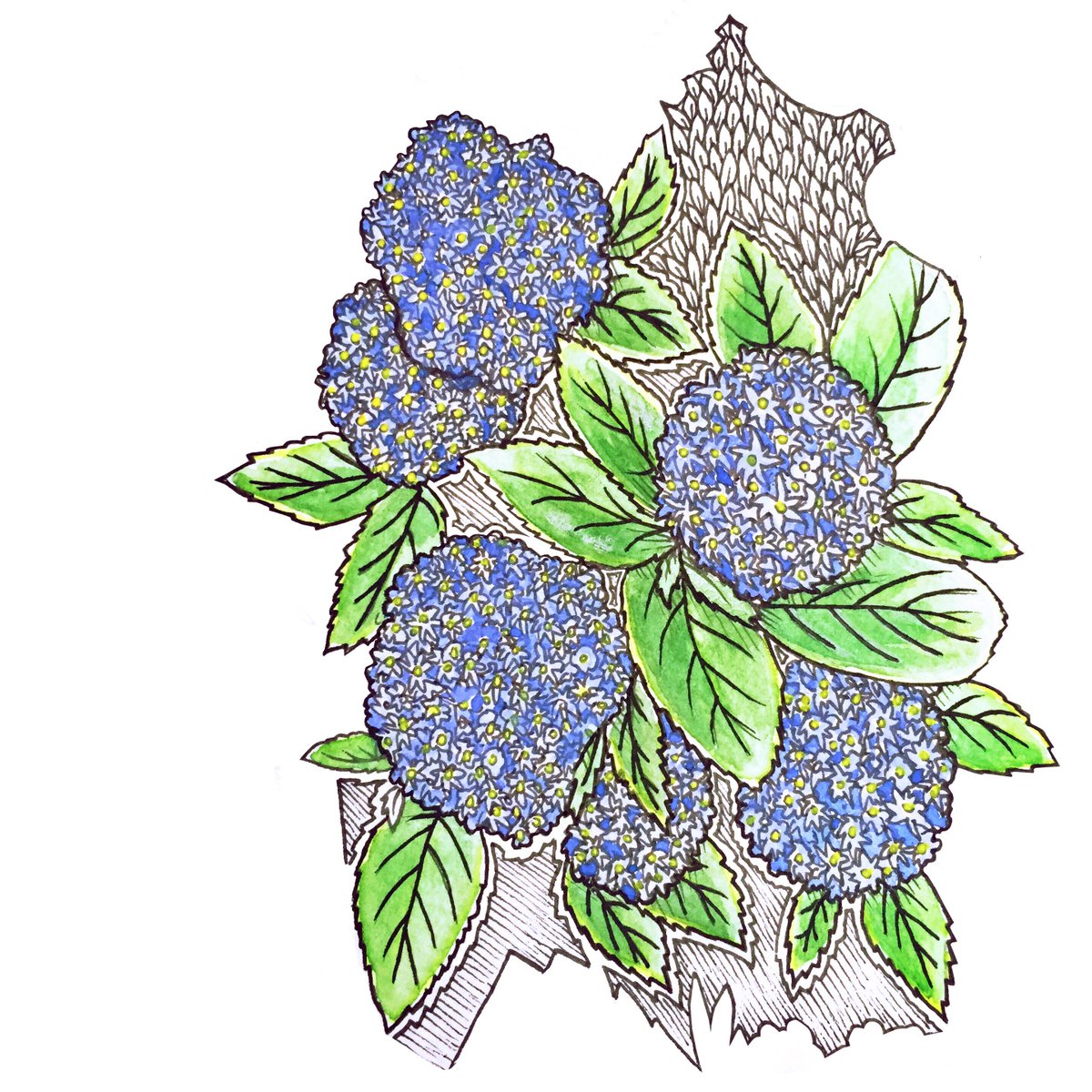 BeeIllustrated's tweet photo. A warm up Ceanothus doodle for @Clr_Collective tonight. #kingsblue #illustration https://t.co/gj6v6YAbFm