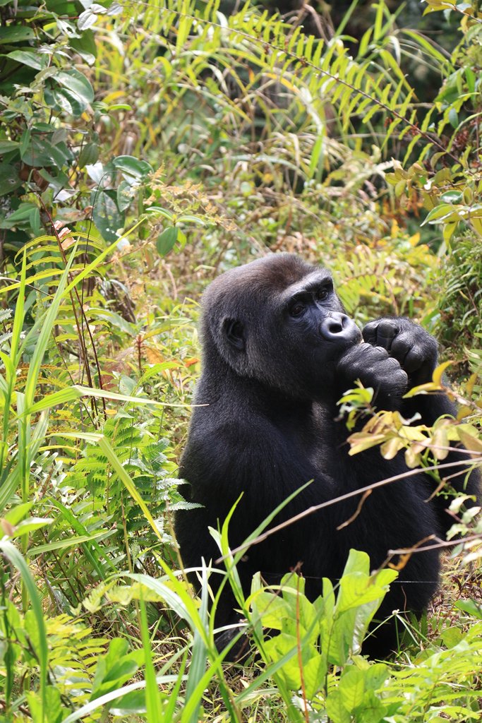 Djala and Djongo, enjoying their freedom at <a href="/aspinallcharity/">Aspinall Foundation</a>’s Gabon project!