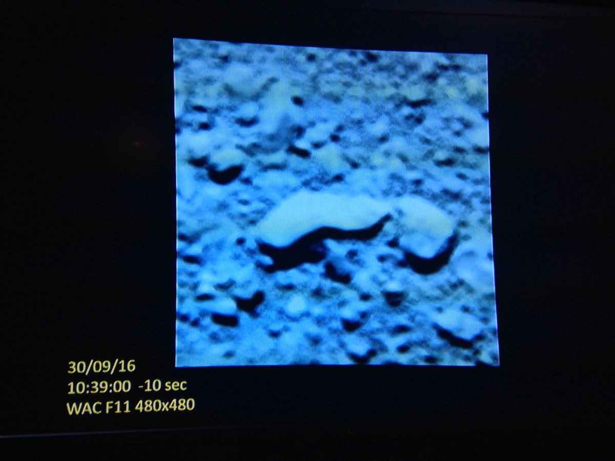 Rosetta : Mission autour de la comète 67P/Churyumov-Gerasimenko - Page 31 CtmWH25WYAIf_an