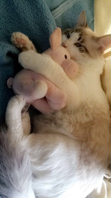 Watch Andressa Sisto 🌸's leaked NSFW photo on TwXstars