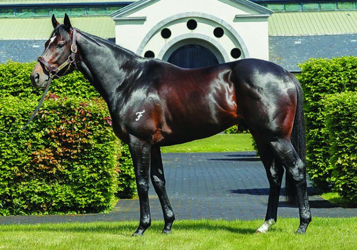 coolmorestud's tweet photo. G1 placed Lake Geneva (Fastnet Rock) is the 35th mare scanned i/f to brilliant Golden Slipper winner Vancouver #CoolmoreSires https://t.co/iV7i9tHPOB