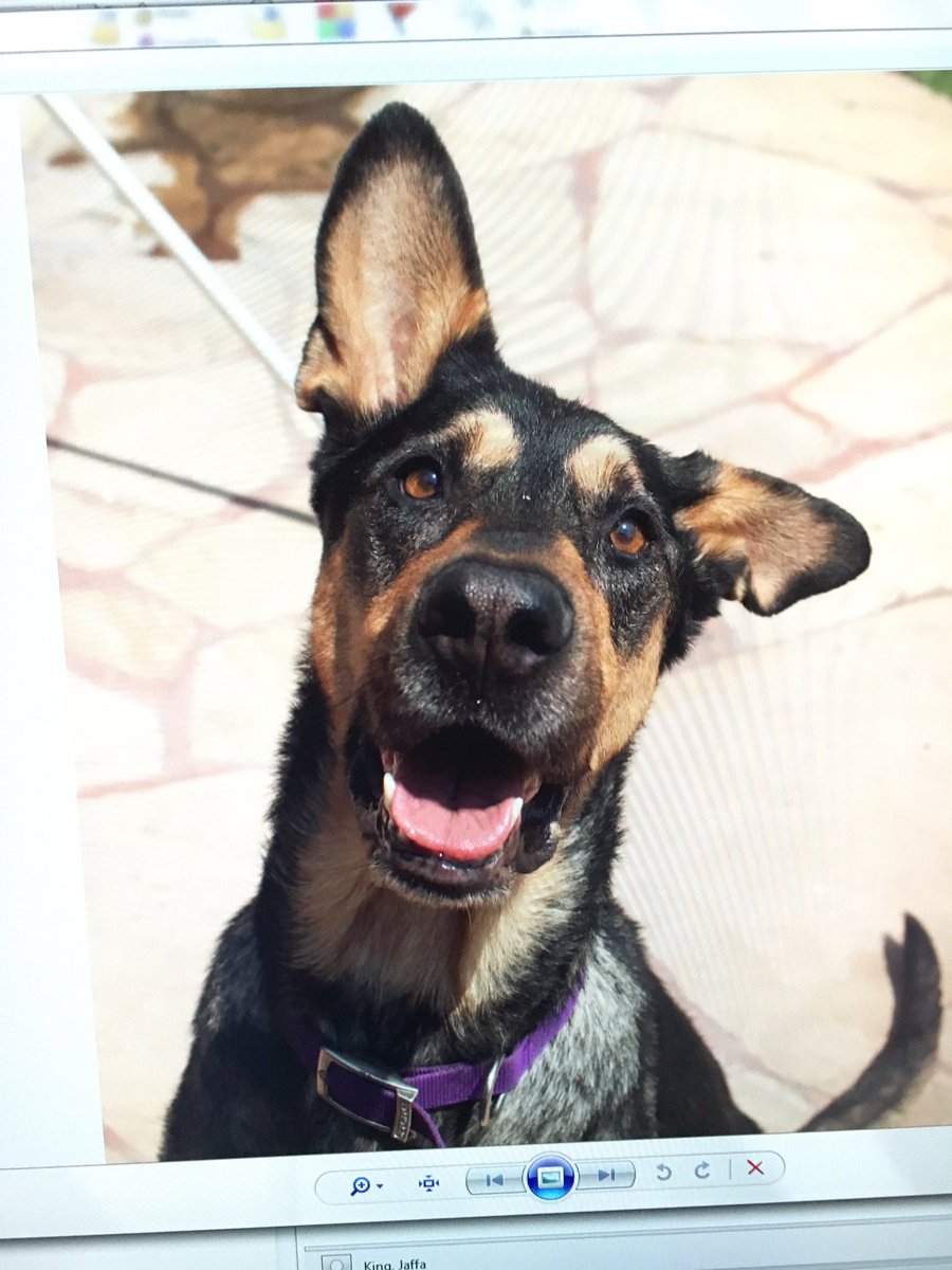 Omg here's Indy ! She's 3yrs old Shepard our pet 2 love please tune in and help ! CBSLA
