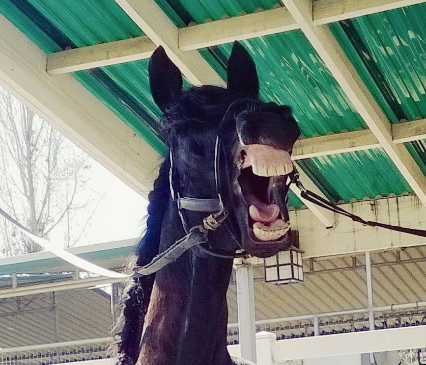 paw_map's tweet photo. WEEKEEEEEEEND!
#horses #pets #hooves #paws #animals #weekend #fridayfeeling #loveallanimals #myhorse #pawmap #pawsup #besthorse #bestfriend https://t.co/dSsnoPGGwJ