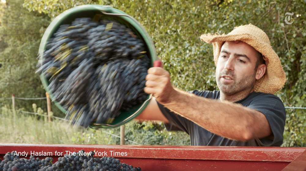 nytimestravel's tweet image. Want to see France on the cheap? Try volunteering for the grape harvest. nyti.ms/2d8J0oT