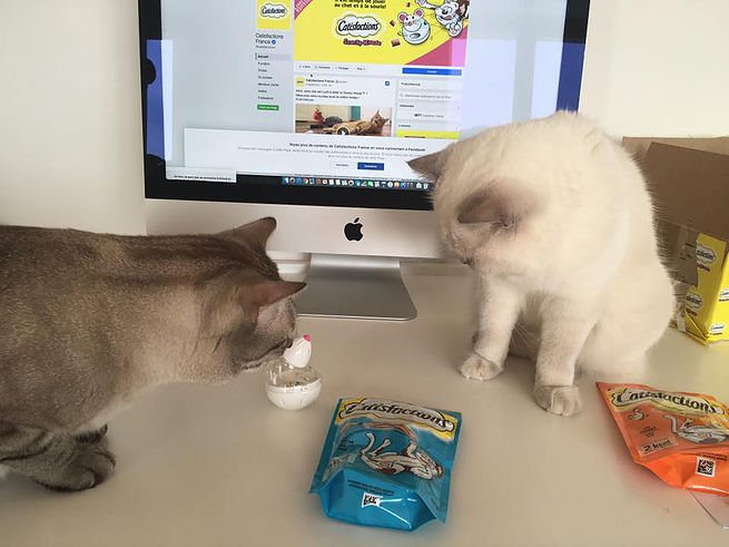 Cat_Britivana's tweet image. 🐱 🐭 Pour #VendrediLecture, voici le nouvel article sur le blog : la Snacky Mouse de #Catisfactions ! britivana.wixsite.com/blog-britivana…  #CatVSMouse