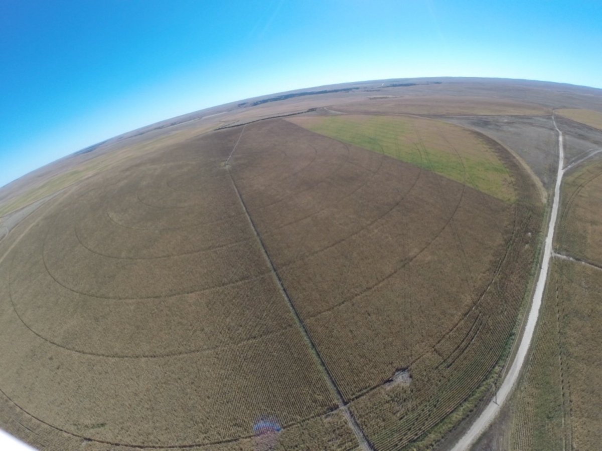 CaseyJagers's tweet photo. Goss' Wilt in corn around Gordon, NE #DuPontPioneer P0157AMX on the top ... Brand X on the bottom ... #TrueGoss'Score @timocroppy @wardynmi https://t.co/Kfi5D4G3lk