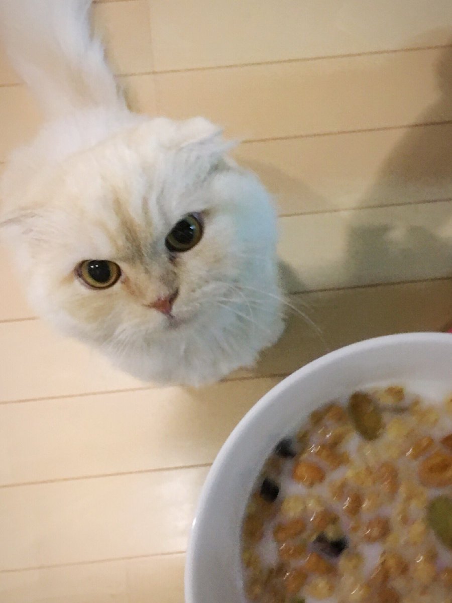 日本野虫の会 重版御礼 手すりの虫観察ガイド 夕食にグラノーラを食べようとしたところ 音でカリカリと間違えた 猫 なんでもいいから食わせろの犬がぎゅうぎゅうしてきてウザい 日本野虫の会 重版御礼 手すりの虫観察ガイド 夕食にグラノーラを食べようとしたところ 音でカリカリと間違えた 猫 なんでもいいから食わせろの犬がぎゅうぎゅうしてきてウザい