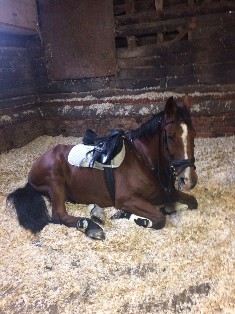 UOR_RC's tweet photo. Shout out to Chunky who clearly missed the memo about trials week! 🐴 #wakeywakey https://t.co/Wq5mndex78