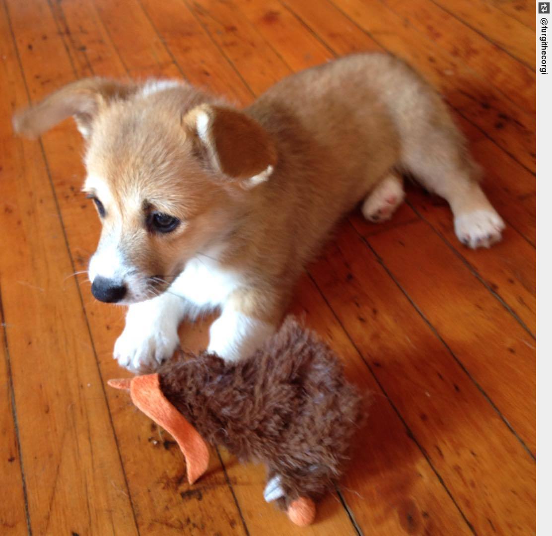 IngloriousDogs's tweet photo. Is it morning already? 😲 #notquitereadyfortheday #stillsleepy #charlithecorgi #puppylove #ingloriousdogs https://t.co/0siIxNGByO