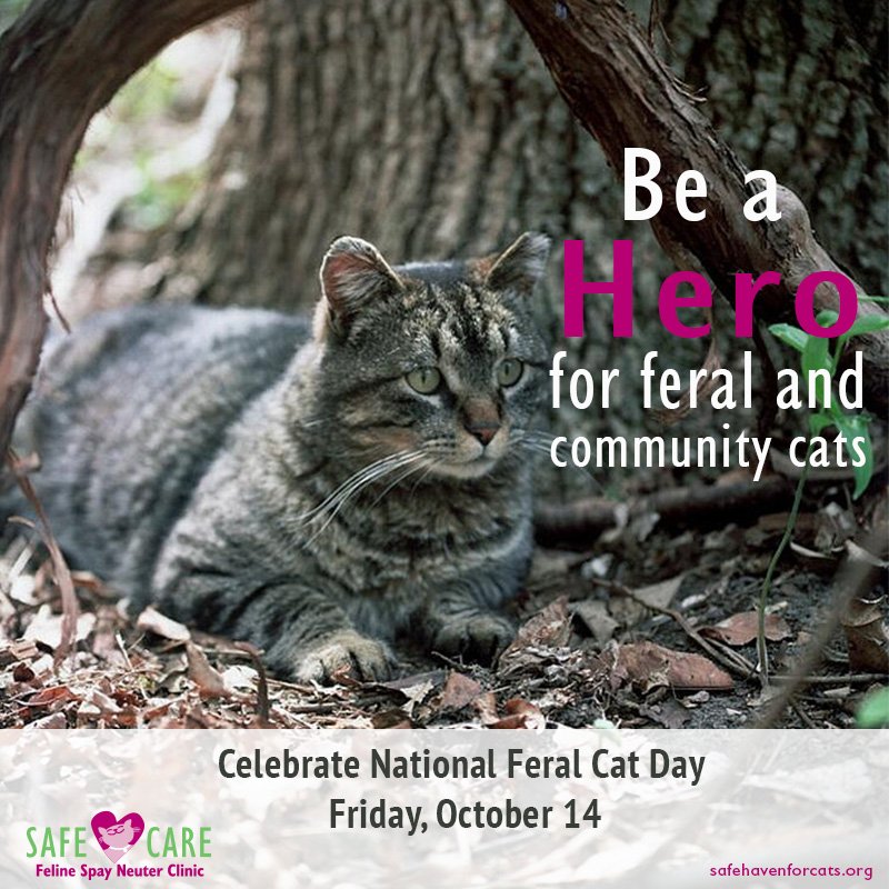 SafeHaven4Cats's tweet photo. Be a hero to all cats in need. Join the revolution to #SpayNeuter with #SAFEHavenForCats on #FeralCatDay Oct. 14. https://t.co/QbkynaZOo4
