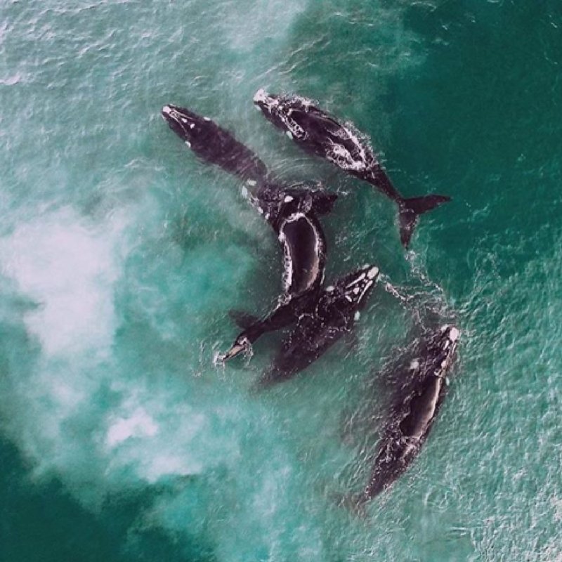 lovecapetown's tweet image. HOT THIS WEEKEND! Who is off to the Hermanus Whale Festival to see whales, get active and rock out with local musicians? @KFMza