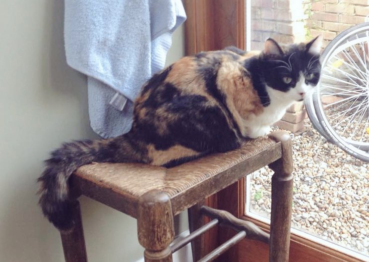 Wag + Stride tweet media