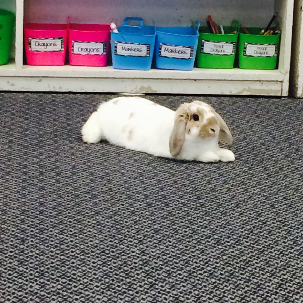 egibsonteach's tweet photo. Looks who is visiting our class today! @TDSB_DunlacePS https://t.co/WlW7i08DI3