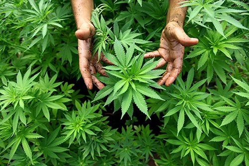 MedMarijuanaA's tweet photo. The #MarijuanaGuide for New #MedicalCannabis Users https://t.co/y3h12p4zqt https://t.co/49w5GrRUCZ