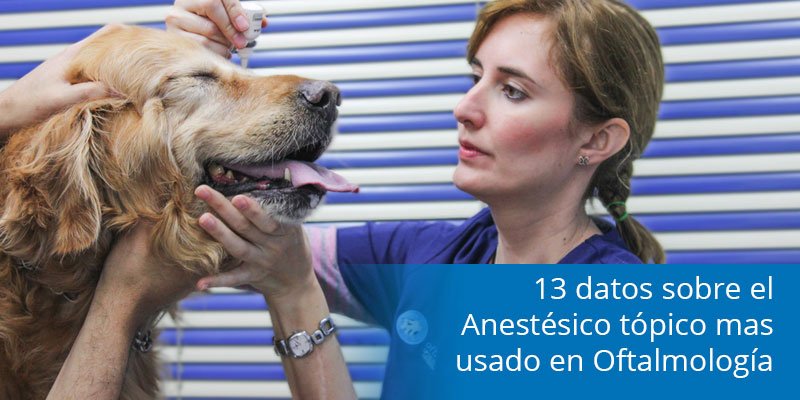 Lab_Santgar's tweet photo. 13 datos sobre el Anestésico tópico mas usado en #Oftalmología #Veterinaria https://t.co/VoYNrTa5mZ https://t.co/I8H0kn5Qvz