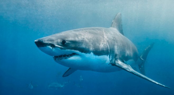 Vetta_Fi's tweet photo. ALMOST TIME FOR THE ETF SHARK TANK! #etfbootcamp https://t.co/oEAjEVju9V