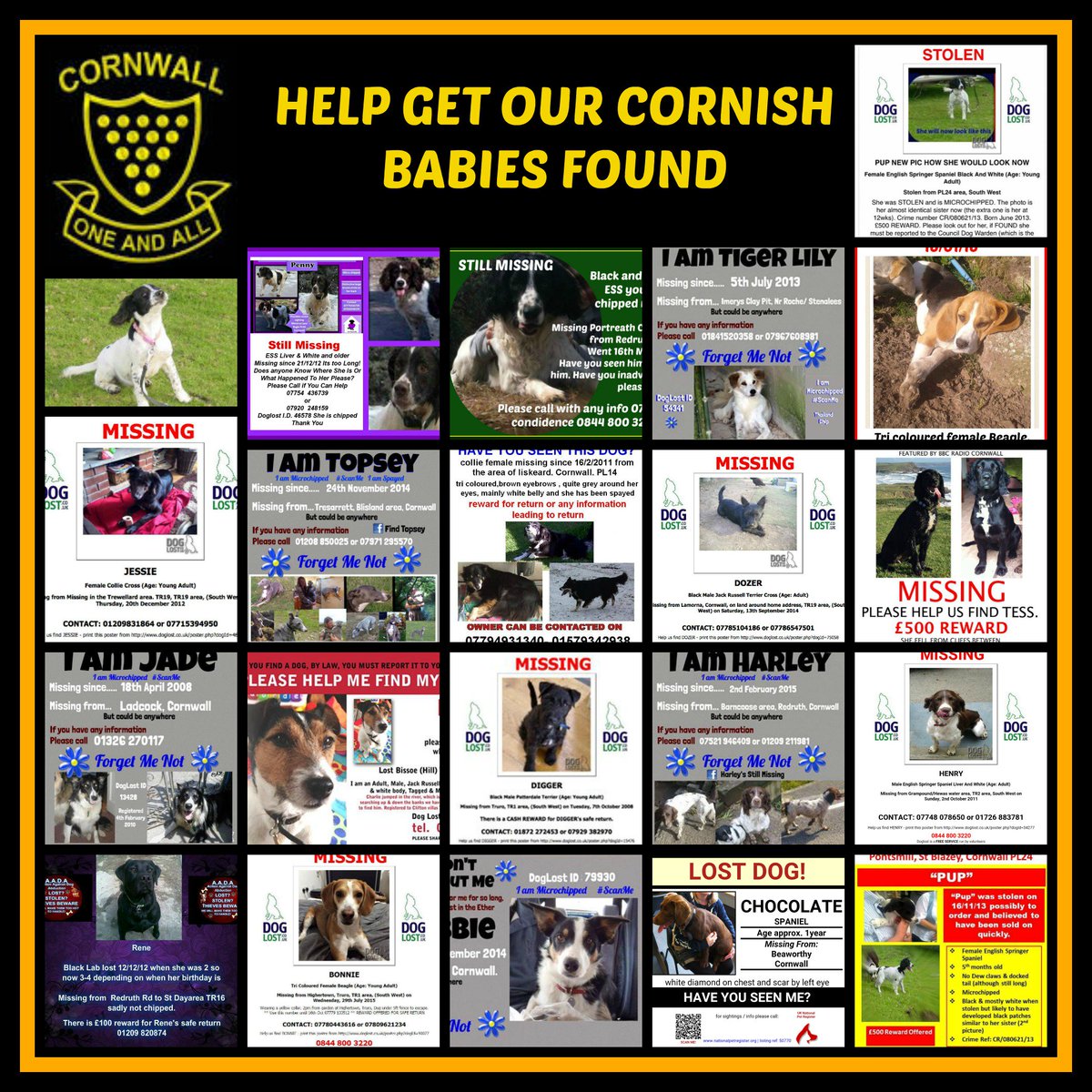 Please RT our #Cornish Ether babies <a href="/DoglostUK/">DogLost</a> <a href="/VetsGetScanning/">MakeChipsCount to Reunite Pets</a> <a href="/HelpFindThem14/">HelpFindThem</a> <a href="/pettheftaware/">Pet Theft Awareness</a> <a href="/RPOmeuk/">RPO</a> <a href="/GHarriesmum/">Jacqui Bailey</a>