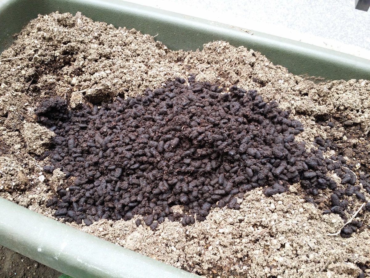 くわ太郎 プランターの土作り パンジーやビオラを植える為に 昨日は土作りをしました 肥料としてカブトムシの糞 を使います カブトの糞だけで栽培すると枯れるので 必ず土に混ぜ 1ヵ月ほど置いてから使用するのがポイントです 化学肥料は一切使い