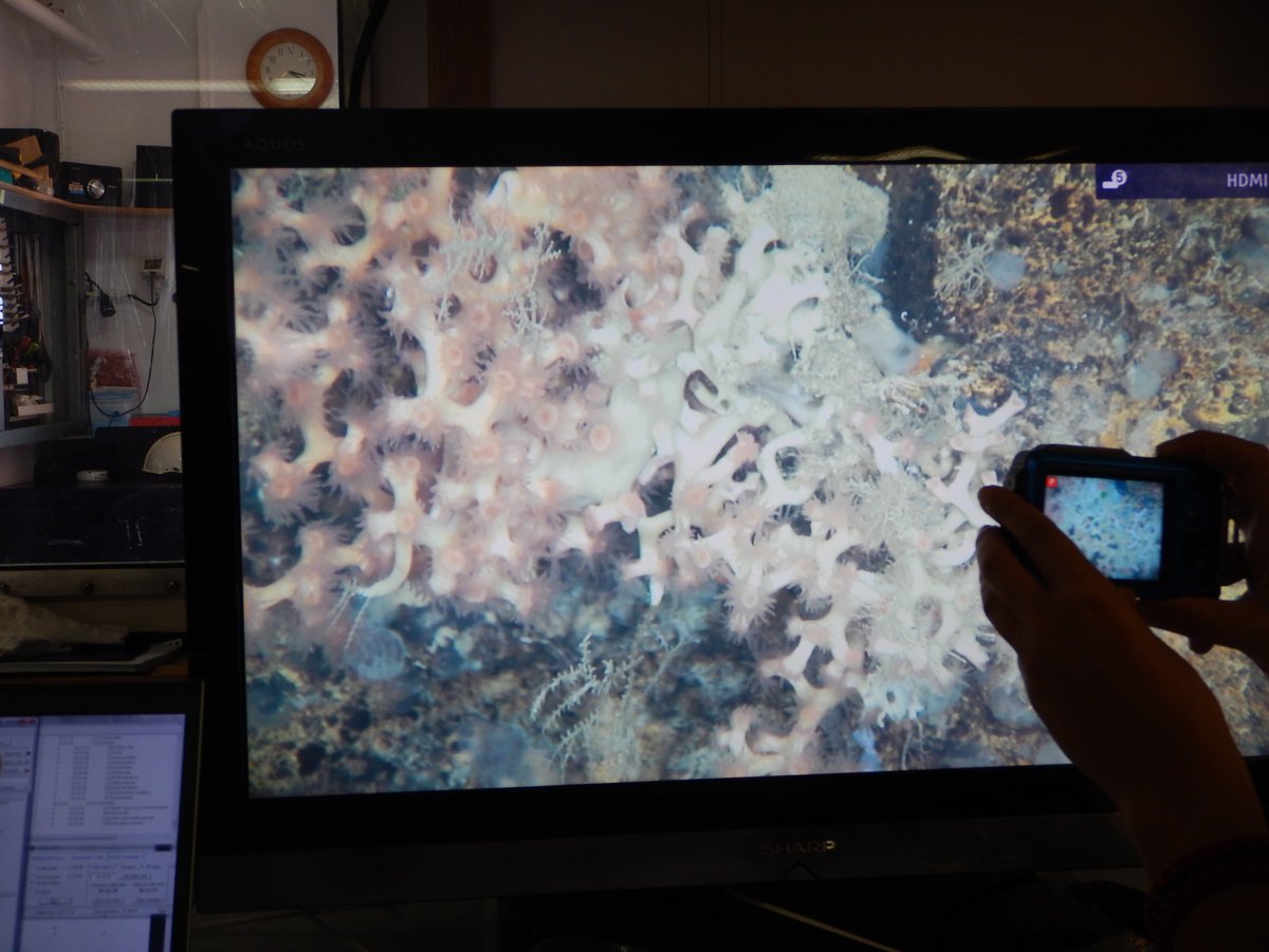 #MEDWAVES and #eu_atlas find the coral Solenosmilia variabilis at the Formigas Complex off the Azores,1500 m deep