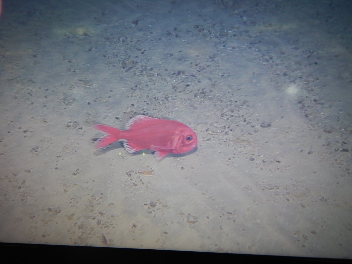 Fishing is banned on the Formigas Complex, lucky for this orange roughy our ROV saw during <a href="/MEDWAVES/">Medwaves</a> and #eu_atlas
