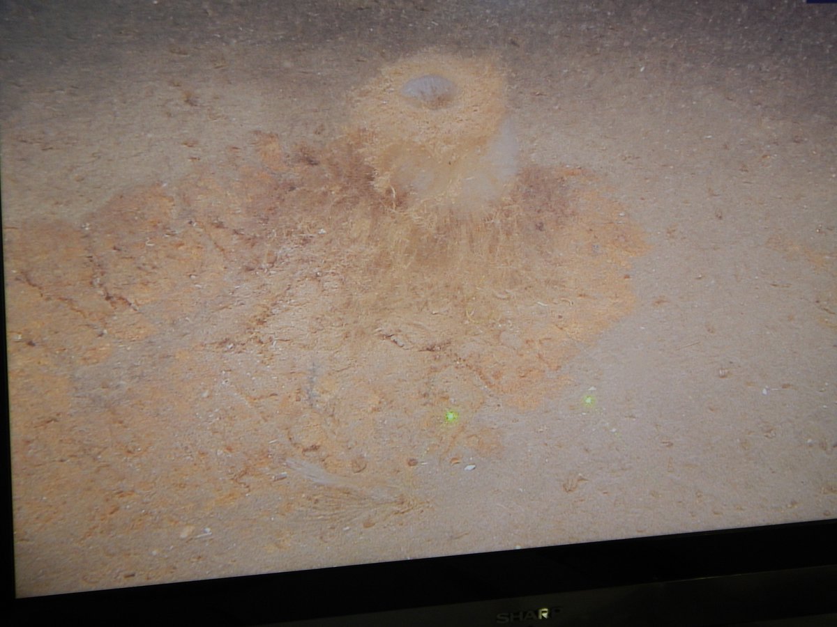 Pheronema sponge grounds discovered deep on the Formigas Complex off the Azores: samples for #eu_atlas barcoding