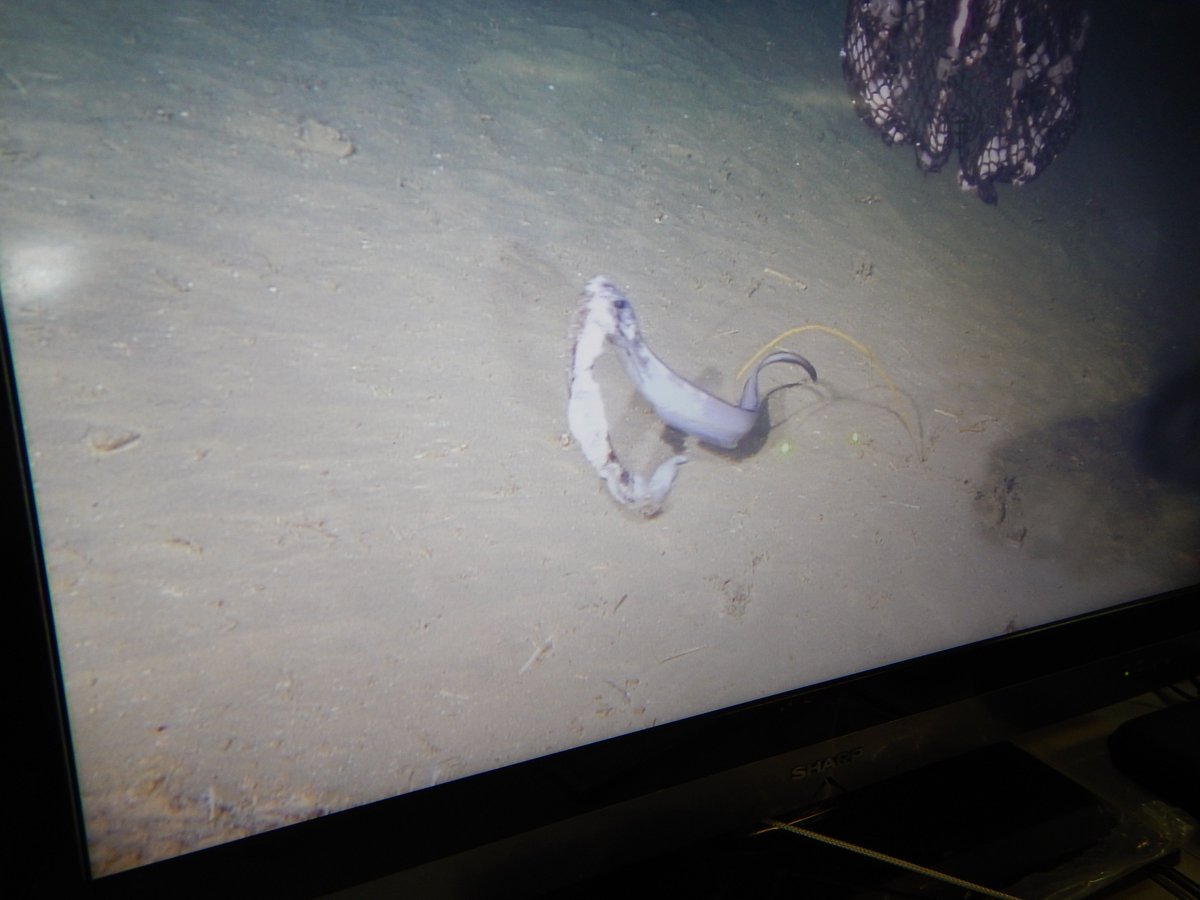 Conger eel cannibalises one of its own in front of shocked but slightly curious  <a href="/MEDWAVES/">Medwaves</a> and #eu_atlas scientists
