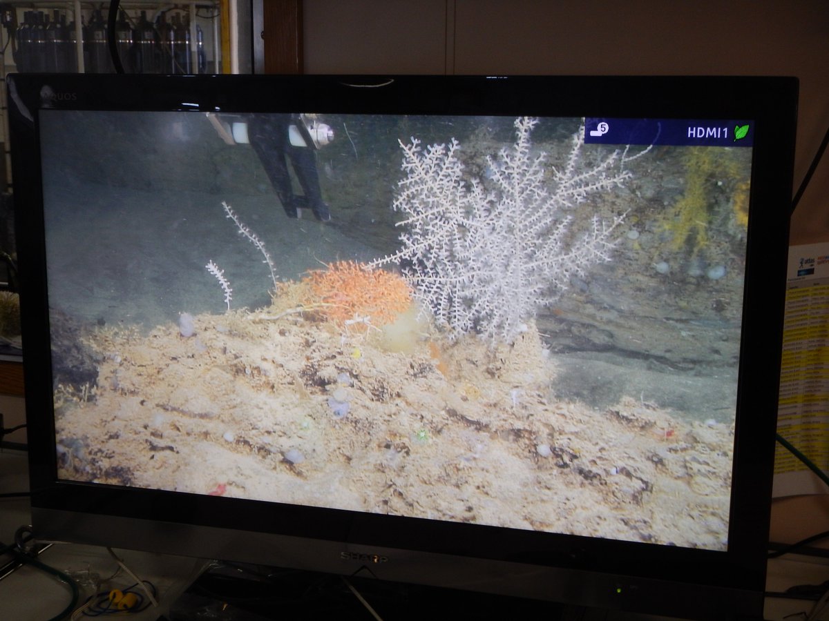 New discovery: rich coral gardens deep on the Formigas Complex off the Azores during <a href="/MEDWAVES/">Medwaves</a> and #eu_atlas cruise