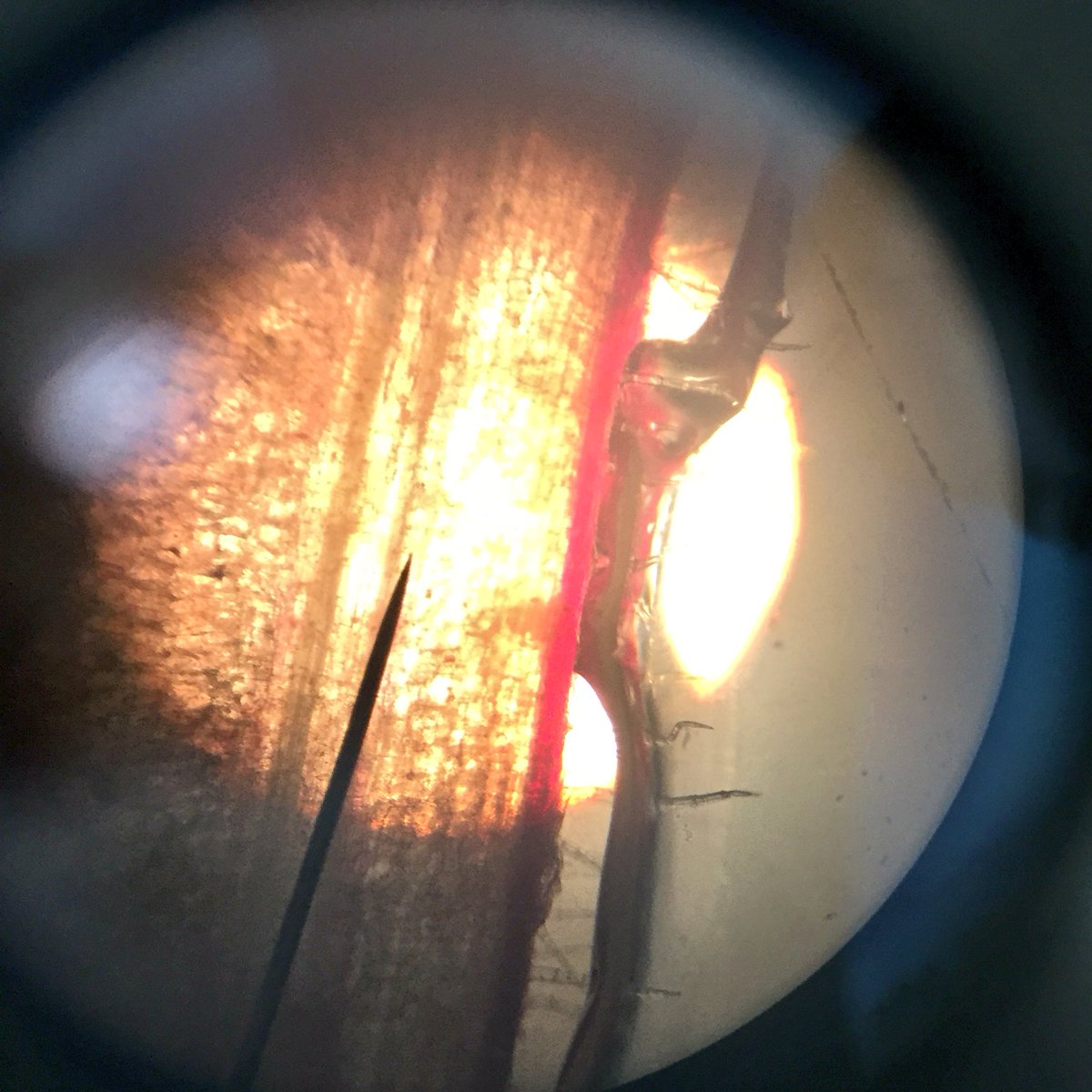 SpartanChet's tweet photo. Spartan sixth-form students using microscopes to identify leaf structures in science today 🔬🍂🍃🏆 https://t.co/e1QqhJrlu9