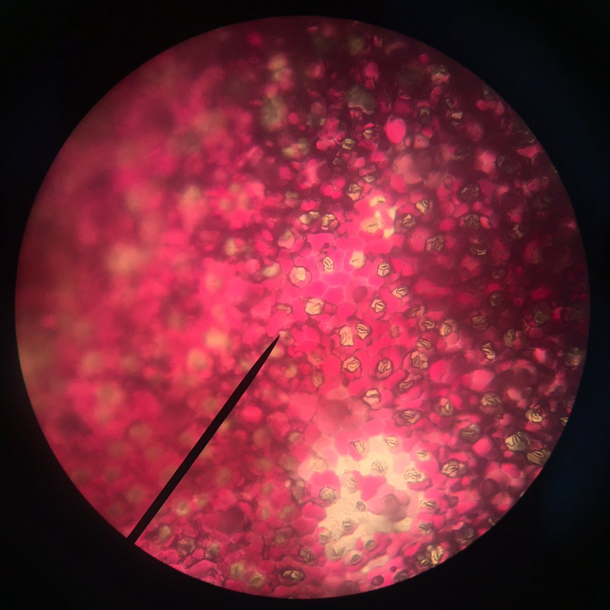 SpartanChet's tweet photo. Spartan sixth-form students using microscopes to identify leaf structures in science today 🔬🍂🍃🏆 https://t.co/e1QqhJrlu9