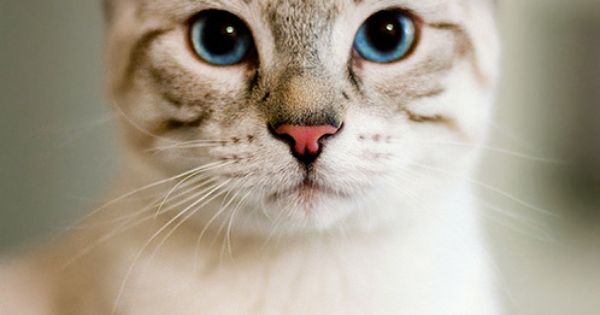 Cutecatsworld's tweet photo. https://t.co/CivZr3HHR1 https://t.co/uROgctOsW4 #Cat #lolcat https://t.co/Cjd3y9BsIj