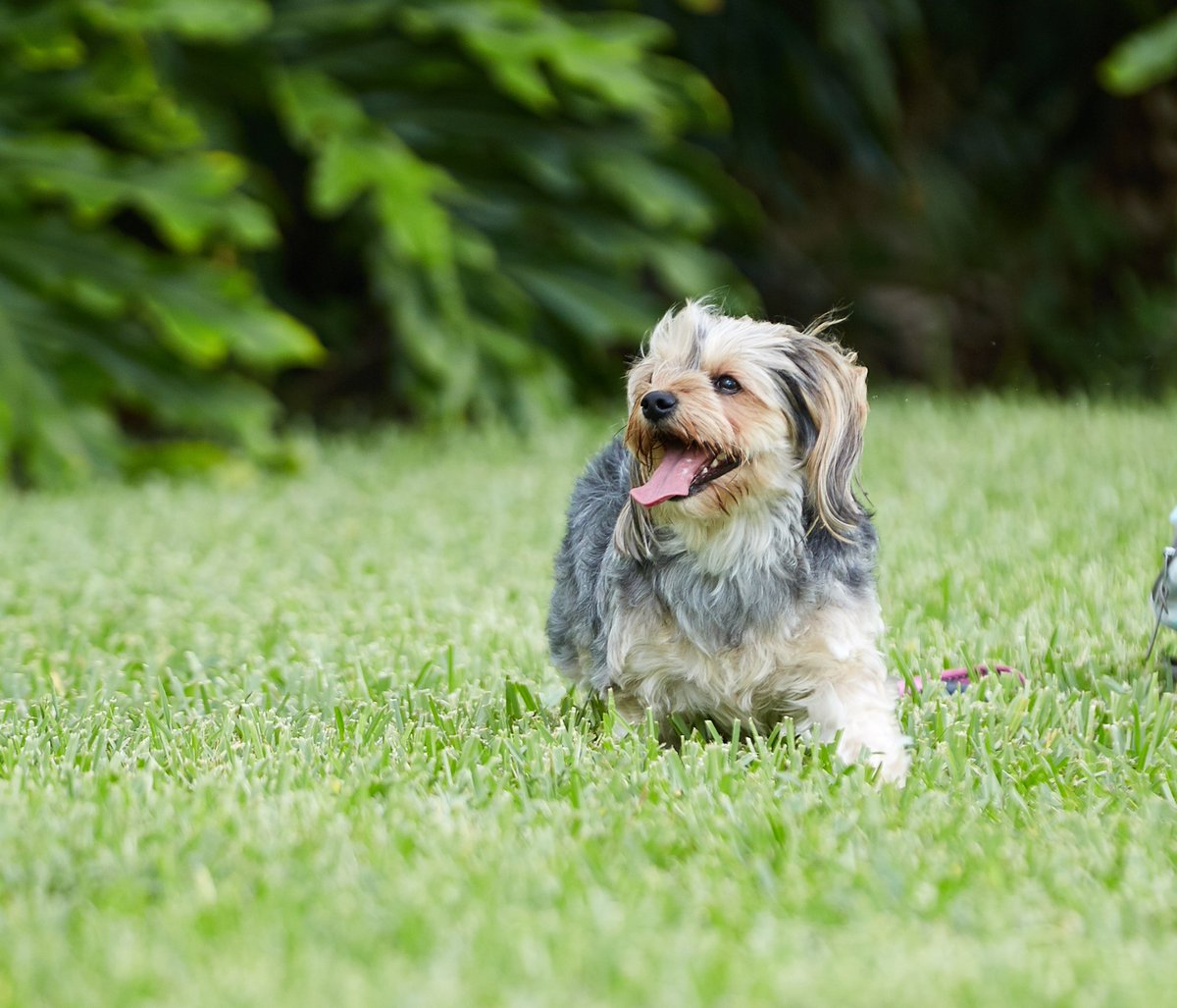 Chewy's tweet image. RT &amp;amp; Follow for your chance to WIN K9 Advantix II Flea &amp;amp; Tick Treatment for Dogs! bit.ly/2crxLdD