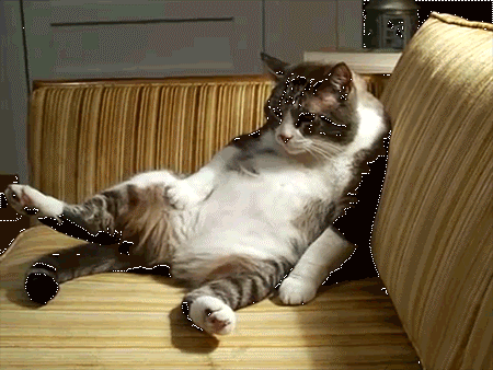 TYPSunnyBeach's tweet photo. Chilling at home on the sofa wishing you were still having a #holidaywin 😿 https://t.co/Nc6GqmHhTT