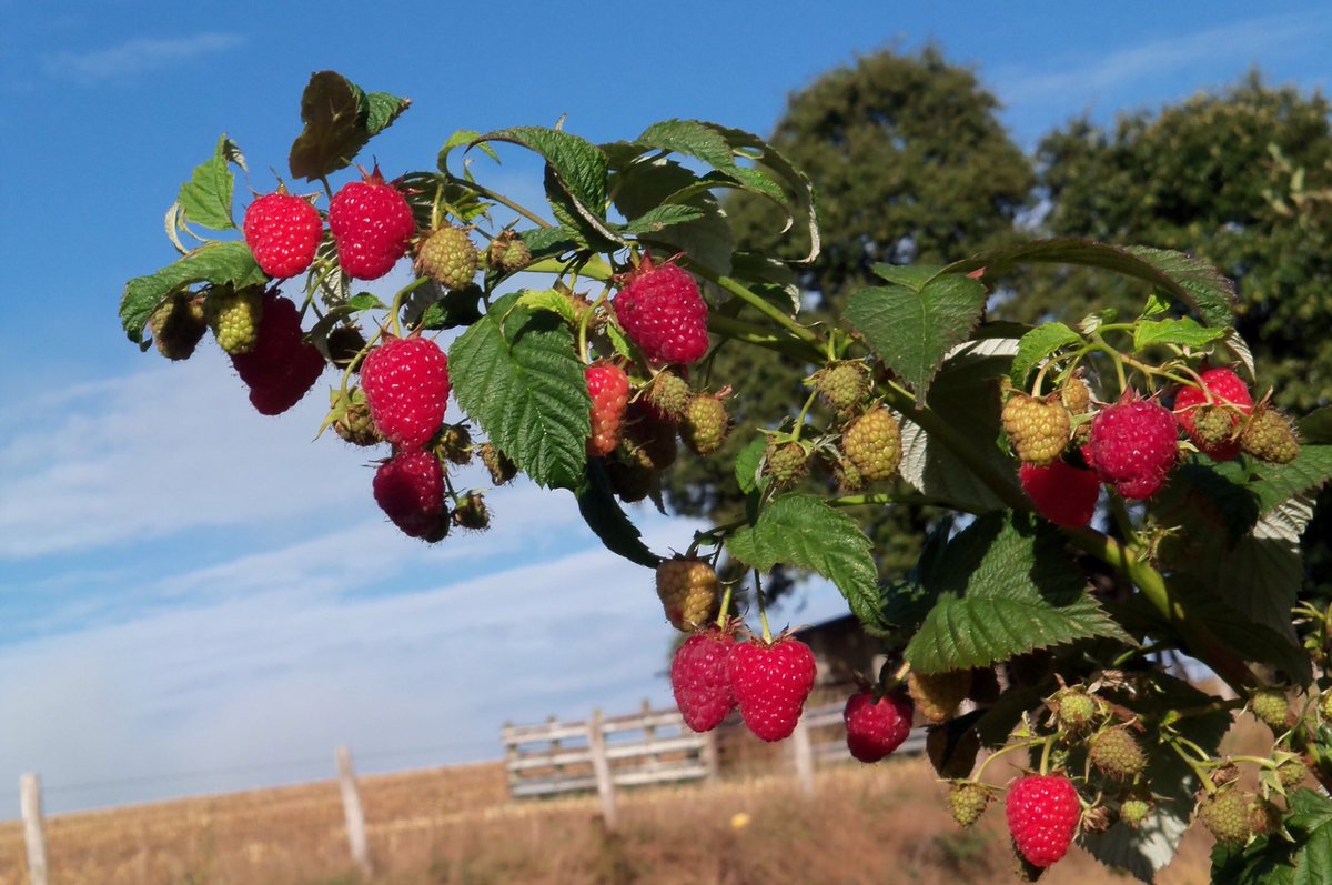 Philip_Topping's tweet photo. Get some quick before the are eaten. #raspberries https://t.co/GjEUP6OHnZ