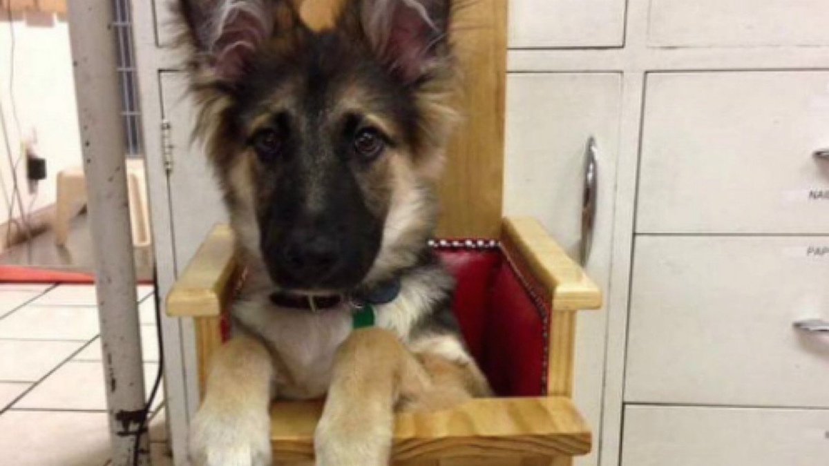 Kicks! (@mbkicks) on Twitter photo Rare disorder requires special chair for #GermanShepherd puppy ow.ly/gEXj304IWrz Rare disorder requires special chair for #GermanShepherd puppy ow.ly/gEXj304IWrz