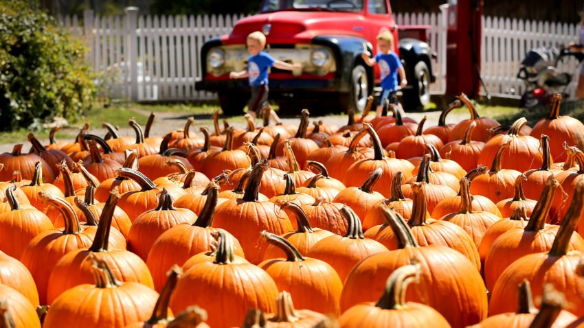 These are the most popular pumpkin patches in Massachusetts, according to check-in data