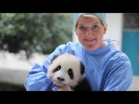 TubeFear's tweet photo. #National geographic - Life of Panda ... - https://t.co/IlXP4L67Ml #AnimalDocumentary #AnimalsDocumentary https://t.co/YJVZHOh6oV