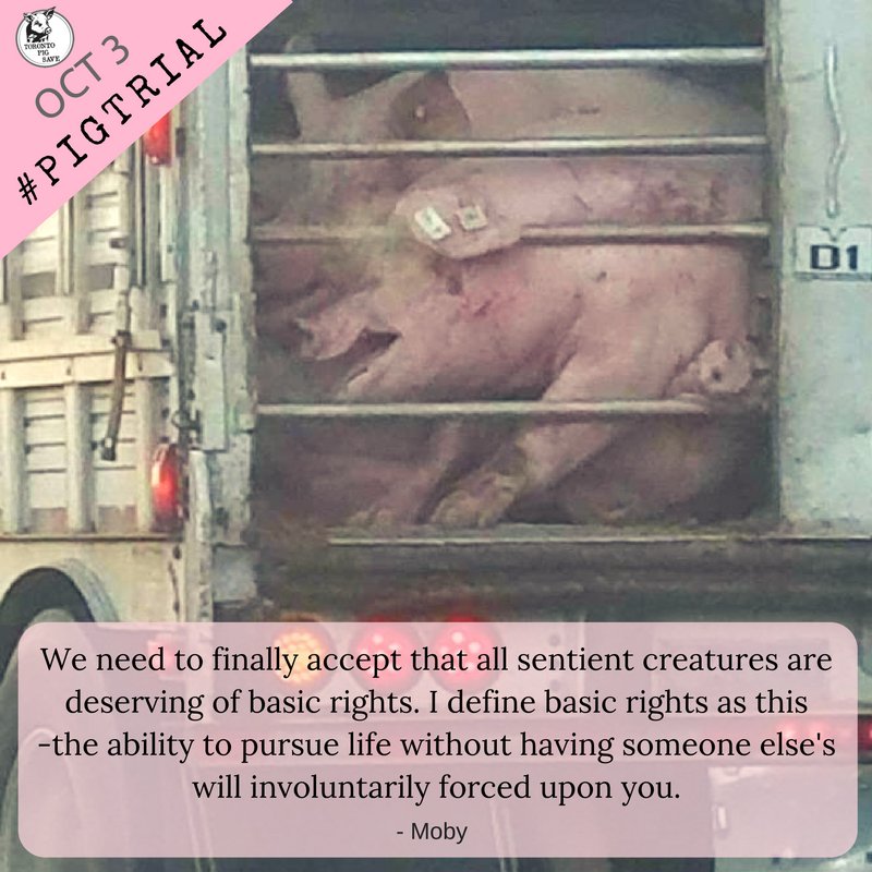 TorontoPigSave's tweet photo. When the suffering of another causes you to feel pain, come as close as you can and try to help her. - Tolstoy
#PigTrial @thelittleidiot https://t.co/3QBKhprGXP