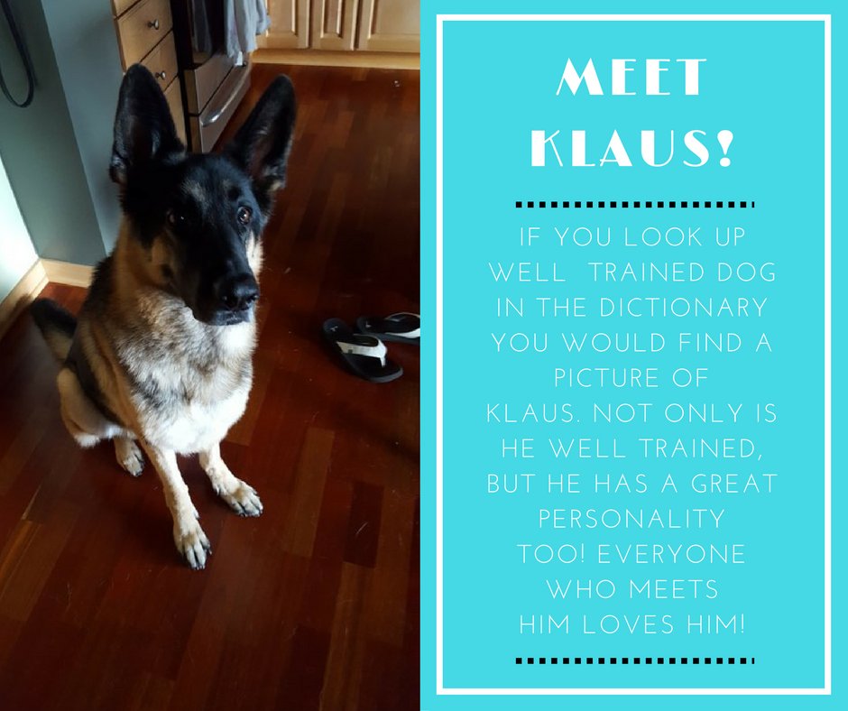 twincitiespets's tweet photo. #featuredpetfriday https://t.co/UhPbAM0Q60