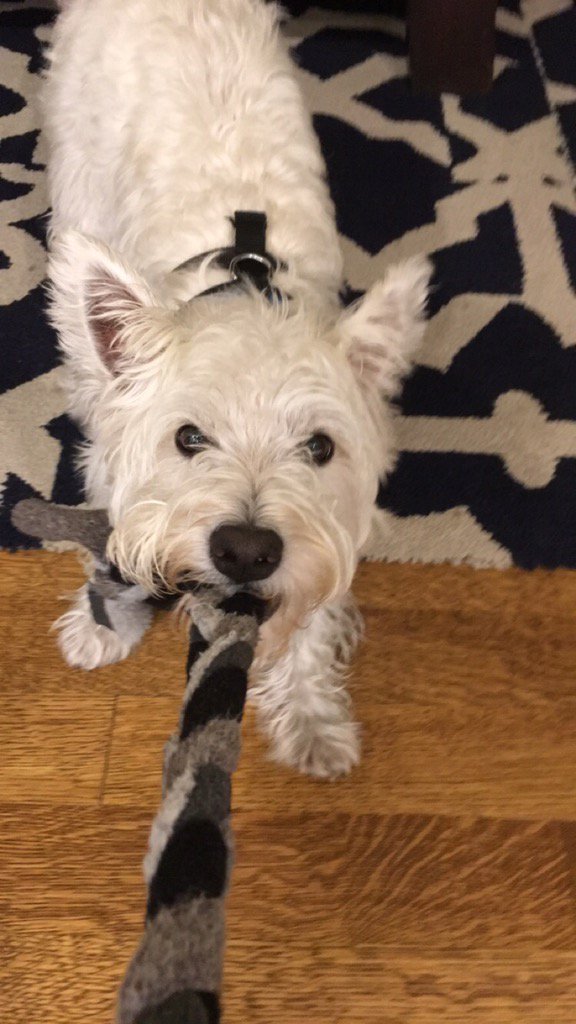 This is Leo.. A beloved pet killed by a coyote in Arlington. Police there.. Tonight warning residents! WCVB