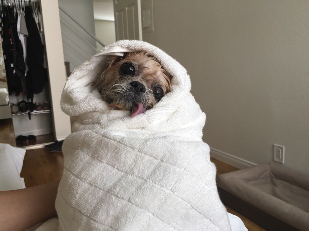 marnie the dog tweet media