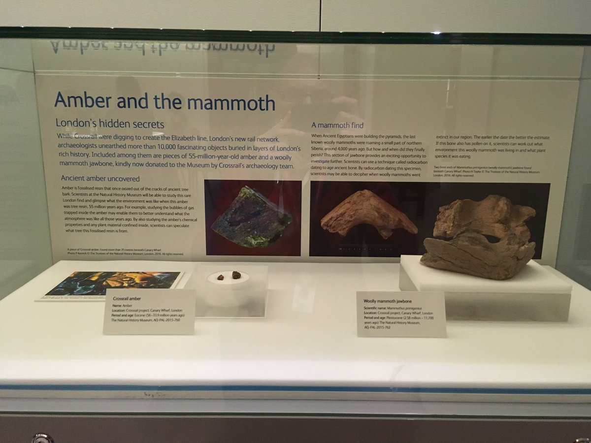 NHM_Live's tweet photo. A very special new display at #SU2016 of amber and a woolly mammoth fossil found by the Crossrail project at Canary Wharf - 1st time on show https://t.co/yLl3gw4aGC
